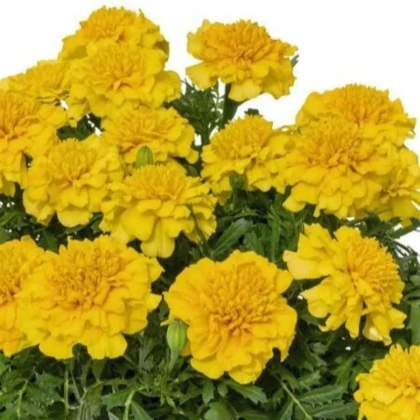 Aksamietnica rozložitá Super Hero Deep Yellow - Tagetes patula - predaj semien - 30 ks