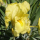Kosatec nemecký Maui Moonlight - Iris germanica - predaj hľúz - 1 ks