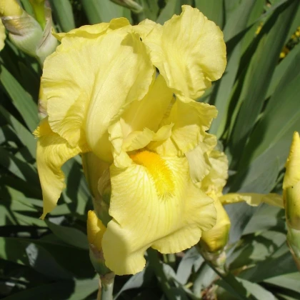 Kosatec nemecký Maui Moonlight - Iris germanica - predaj hľúz - 1 ks