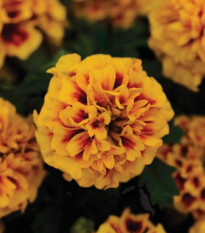 Aksamietnica rozložitá Hot Pak Fire - Tagetes patula - predaj semien - 30 ks