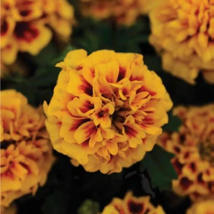 Aksamietnica rozložitá Hot Pak Fire - Tagetes patula - predaj semien - 30 ks
