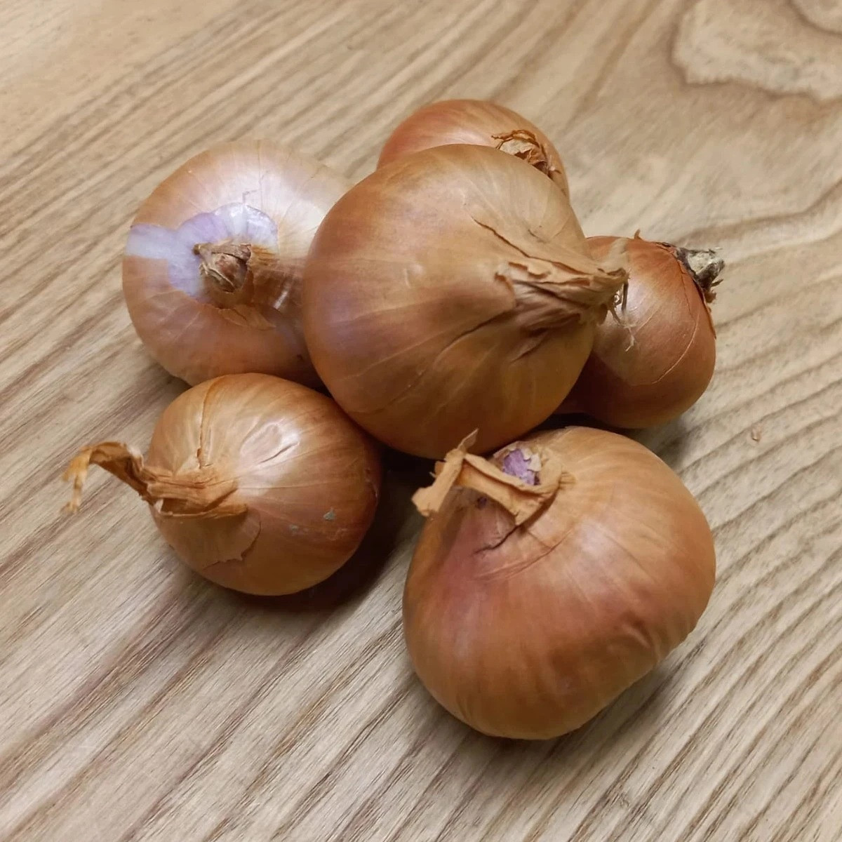 BIO Cibuľa šalotka Biztro - Allium cepa - predaj bio cibule - 150 g