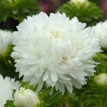 Astra King Size White - Callistephus chinensis - predaj semien - 50 ks