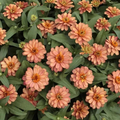 Cínia pôvabná plnokvetá ružová Profusion Double Deep Salmon - Zinnia elegans - predaj semien - 15 ks