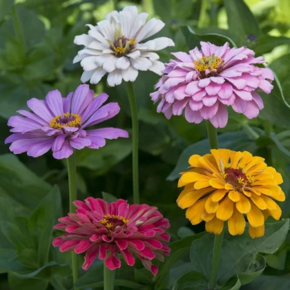 Cínia pôvabná Field Growth Mixture – Zinnia – predaj semien cínie