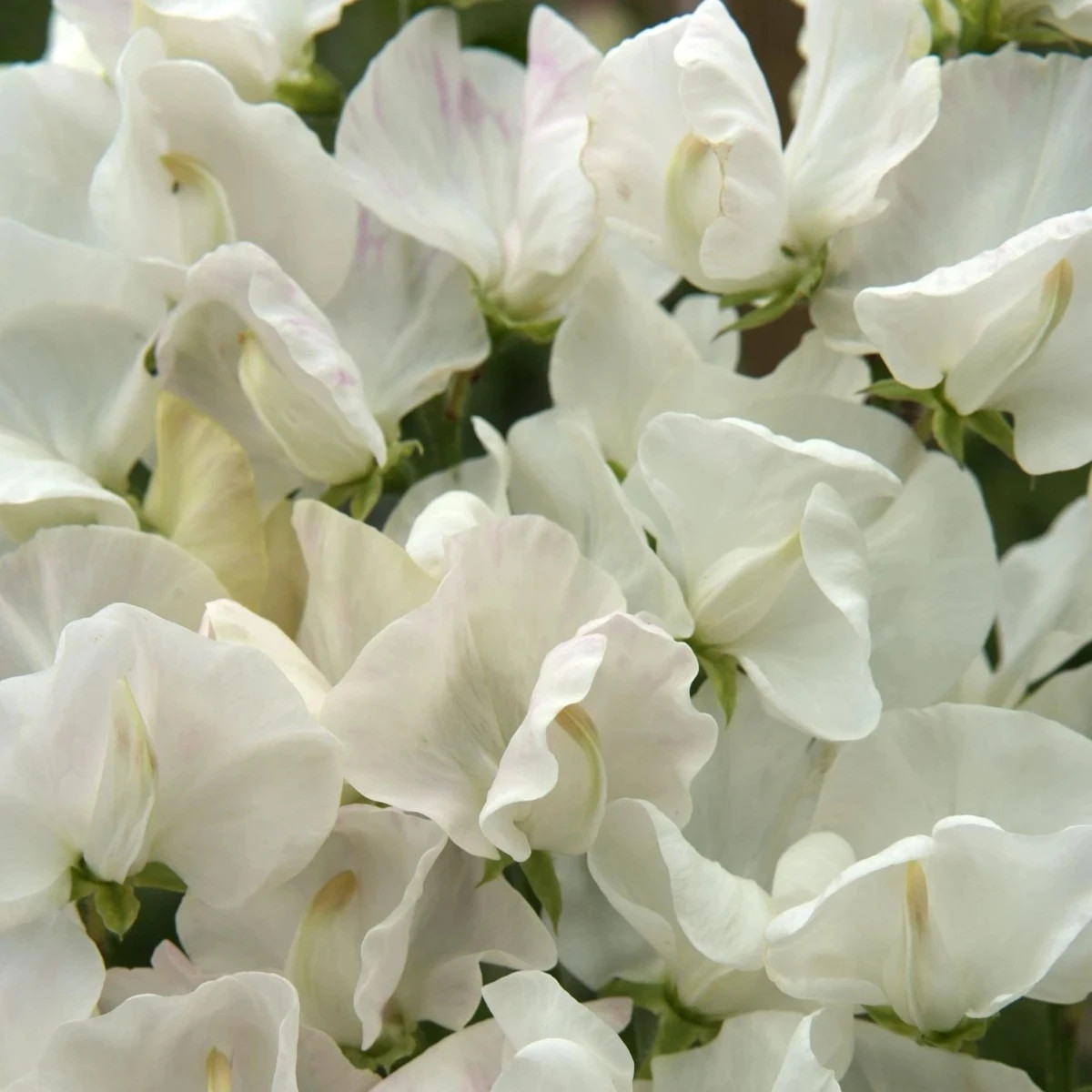 Hrachor Spencer Royal Wedding - Lathyrus odoratus - predaj semien - 20 ks