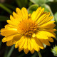 Kokarda veľkokvetá Mesa Yellow - Gaillardia grandiflora - predaj semien - 10 ks