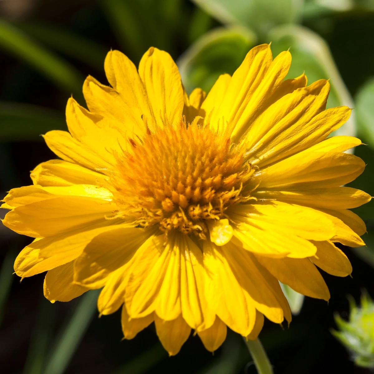 Kokarda veľkokvetá Mesa Yellow - Gaillardia grandiflora - predaj semien - 10 ks