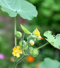 Podslnečník Theofrastov - Abutilon theophrasti - predaj semien - 40 ks