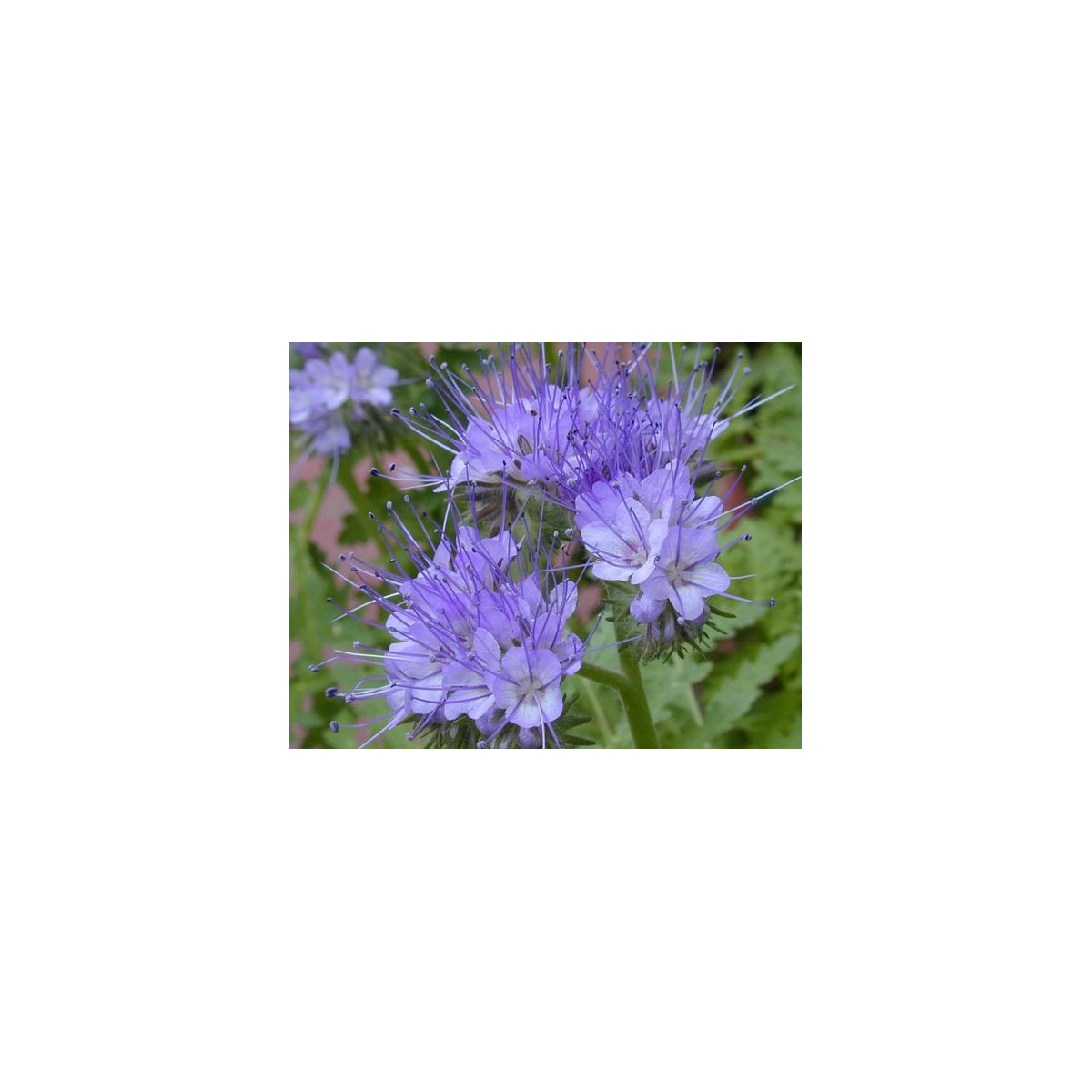 Facélia vratičolistá - Phacelia tanacetifolia - pre včely - 50 ks