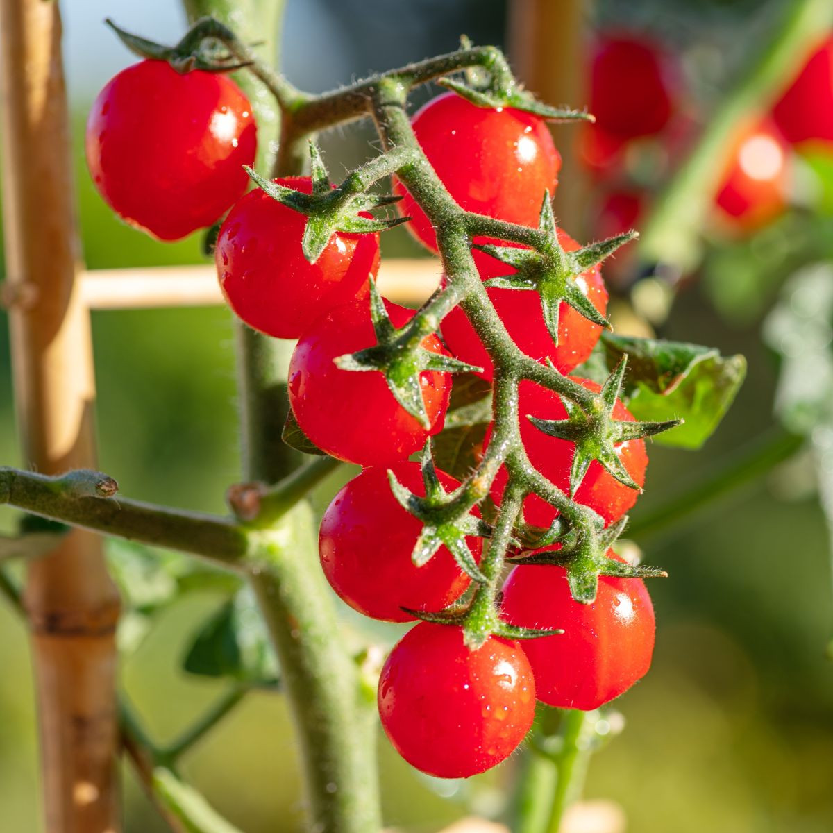 Paradajka Gourmelito F1 - Solanum lycopersicum - predaj semien - 6 ks