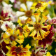 Krásnoočko Sea Shells Mix - Coreopsis hybrida - predaj semien - 50 ks