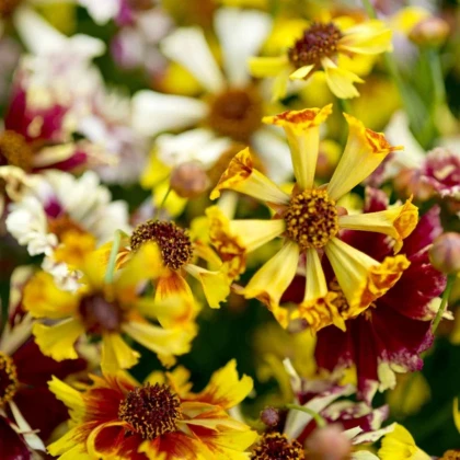 Krásnoočko Sea Shells Mix - Coreopsis hybrida - predaj semien - 50 ks