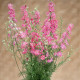 Ostrôžka King Size Scarlet - Delphinium consolida - predaj semien - 50 ks
