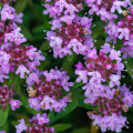 Materina dúška - Thymus serpyllum - semiačka - 500 ks