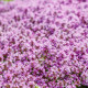 Materina dúška - Thymus serpyllum - semiačka - 500 ks