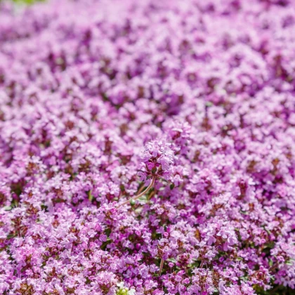 Materina dúška - Thymus serpyllum - semiačka - 500 ks