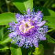 Mučenka pleťová – Passiflora incarnata – predaj semien mučenky