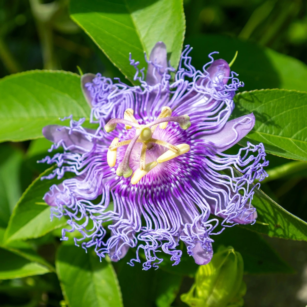 Mučenka pleťová – Passiflora incarnata – predaj semien mučenky