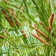 Pálka úzkolistá - Typha angustifolia - predaj semien - 15 ks