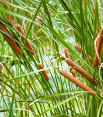Pálka úzkolistá - Typha angustifolia - predaj semien - 15 ks