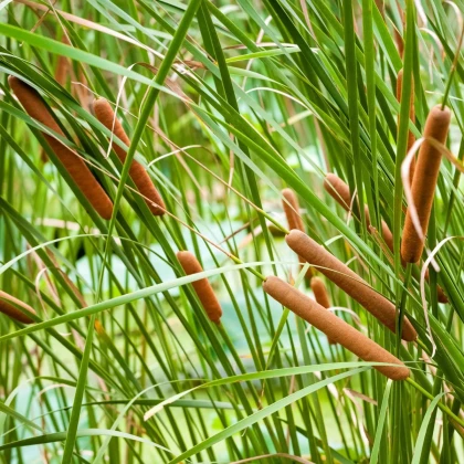 Pálka úzkolistá - Typha angustifolia - predaj semien - 15 ks