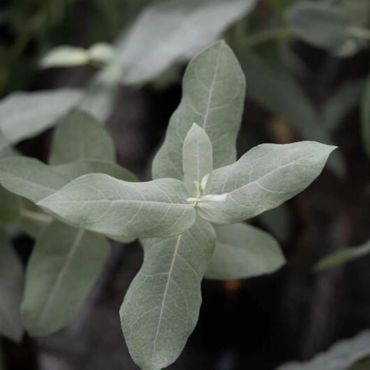 Eukalyptus globulus Styx - Blahovičník - Eucalyptus globulus - predaj semien - 6 ks