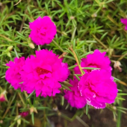 Portulaka veľkokvetá Sundial Fuchsia F1 - Portulaca grandiflora - predaj semien - 80 ks