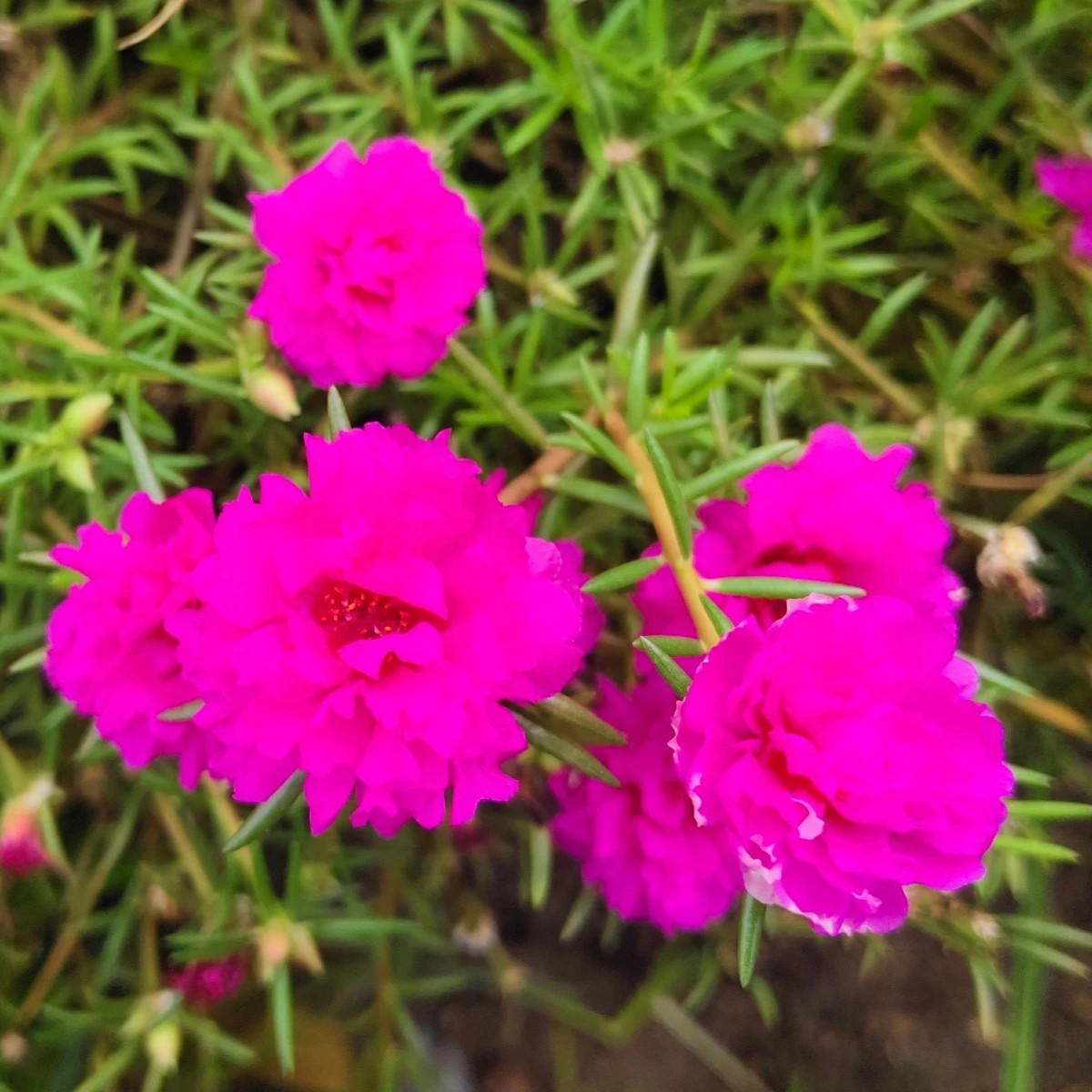 Portulaka veľkokvetá Sundial Fuchsia F1 - Portulaca grandiflora - predaj semien - 80 ks