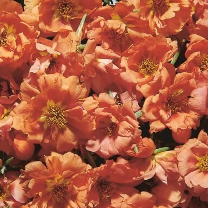 Portulaka Sundial Tangerine F1 – Portulaca grandiflora – predaj semien