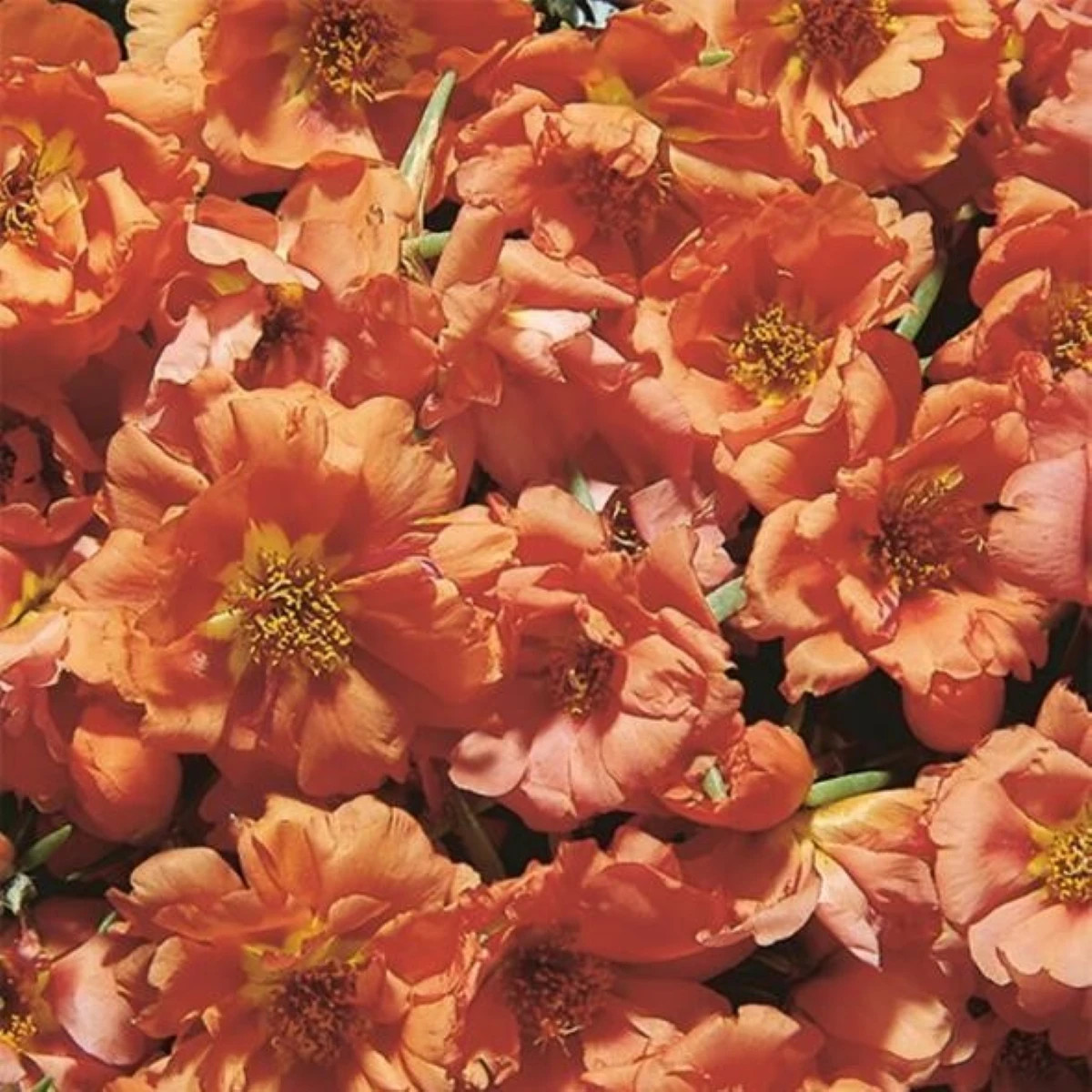 Portulaka Sundial Tangerine F1 – Portulaca grandiflora – predaj semien