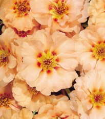 Portulaka veľkokvetá Sundial Mango F1 - Portulaca grandiflora - predaj semien - 80 ks