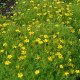Aksamietnica drobnokvetý žltá - Tagetes tenuifolia - semená aksamietnice - 0,2 g