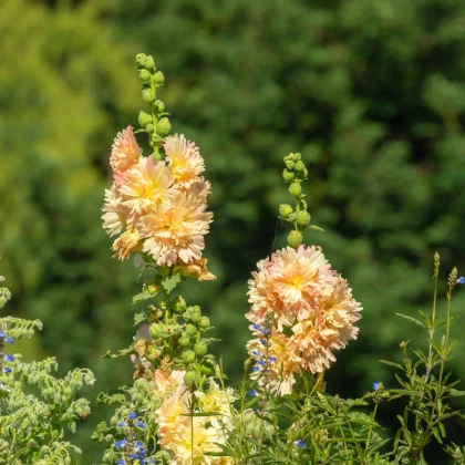 Topoľovka ružová Spring Celebrities Apricot - Alcea rosea - predaj semien - 10 ks