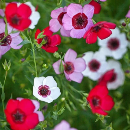 Ľan veľkokvetý Tricolore - Linum grandiflorum - predaj semien - 100 ks
