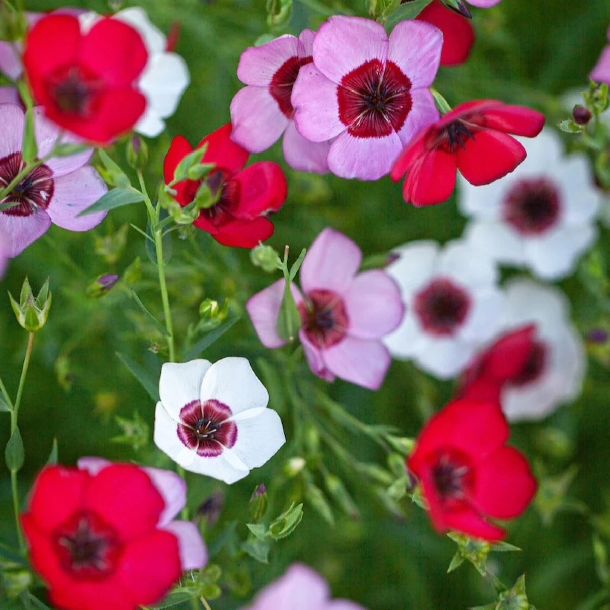 Ľan veľkokvetý Tricolore - Linum grandiflorum - predaj semien - 100 ks