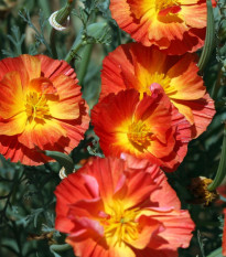 Slncovka kalifornská plnokvetá červená - Eschscholzia californica - predaj semien - 450 ks