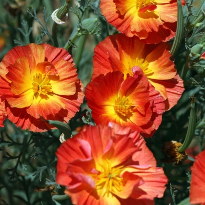 Slncovka kalifornská plnokvetá červená - Eschscholzia californica - predaj semien - 450 ks