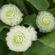 Gomfréna Ping Pong White - Gomphrena globosa - predaj semien - 20 ks