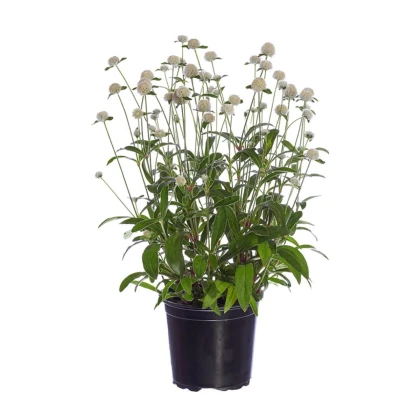 Gomfréna Ping Pong White - Gomphrena globosa - predaj semien - 20 ks