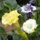 Durman metelový Ballerina Formula Mixture - Datura metel - predaj semien - 5 ks