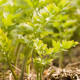 Ligurček lekársky - Levisticum officinale - semiačka - 115 ks