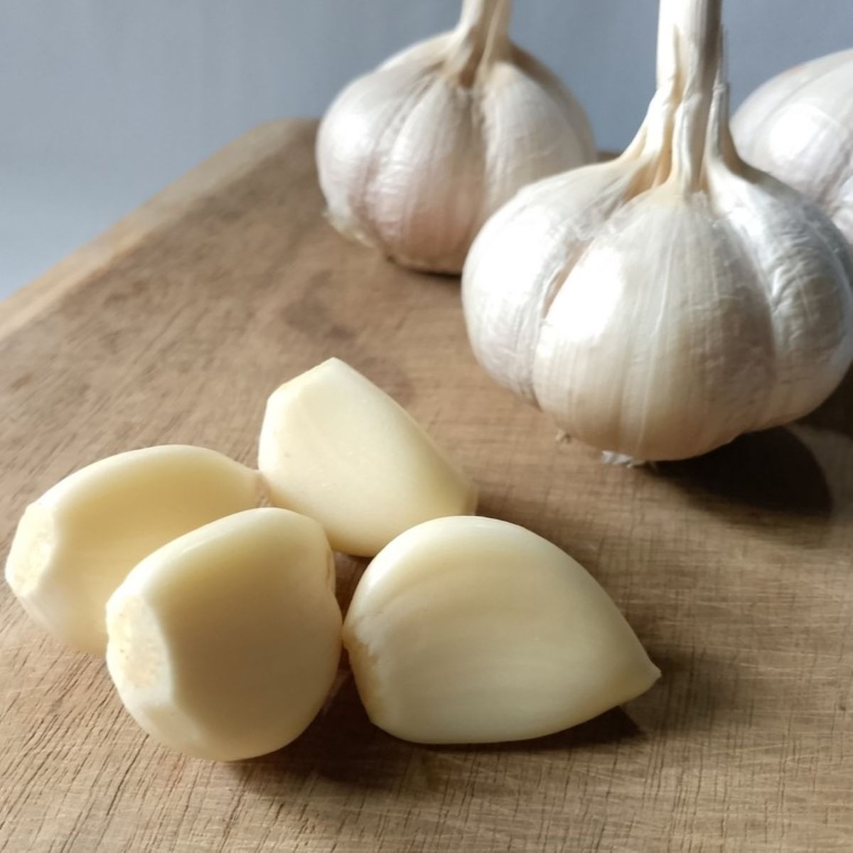 Sadbový cesnak Dukát – Allium sativum – cibuľoviny