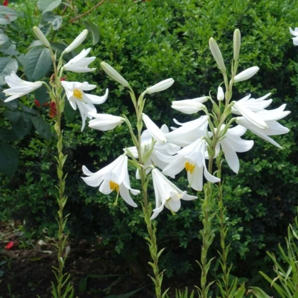 Ľalia biela liečivá - Lilium candidum - predaj cibuľovín - 1 ks