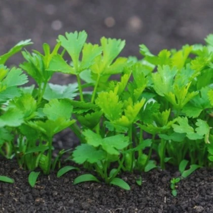 Semienka petržlenu – Petržlen koreňový záhradný Efez – Petroselinum crispum
