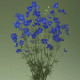 Stračonôžka Jennys Pearl F1 Blue - Delphinium grandiflorum - predaj semien - 10 ks