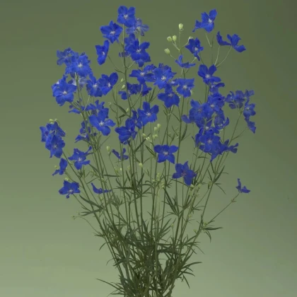 Stračonôžka Jennys Pearl F1 Blue - Delphinium grandiflorum - predaj semien - 10 ks