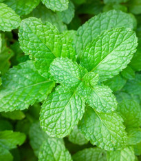 Mäta pieporná - Mentha piperita - predaj semien - 500 ks