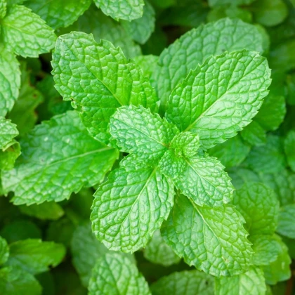 Mäta pieporná - Mentha piperita - predaj semien - 500 ks