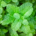 Mäta pieporná - Mentha piperita - predaj semien - 500 ks